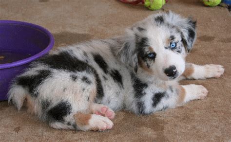 Find australian shepherd puppies in canada | visit kijiji classifieds to buy, sell, or trade almost anything! Australian Shepherd Puppies - chartsmaster