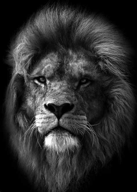 Lion Tattoo Design Lion Design Animal Design Back Piece Tattoo Lion