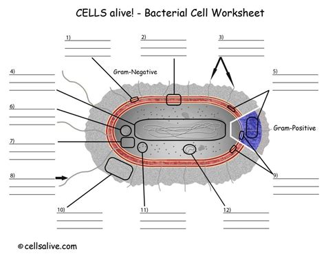Microbiology Bacterial Cell Worksheet Diagram Quizlet