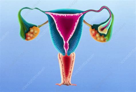 Artwork Of The Female Reproductive System Stock Image P616 0233