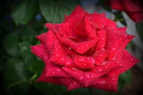 Raindrops On The Rose Rose Flowers Photo