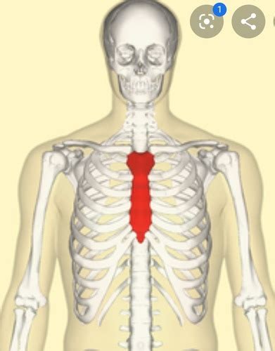 Ch1 Anatomy Body Regions Flashcards Quizlet