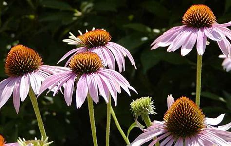 Our expert weeds through a ton of recent coneflower introductions to help you select the best of the bunch. Coneflowers: How to Plant, Grow, and Care for Coneflowers ...