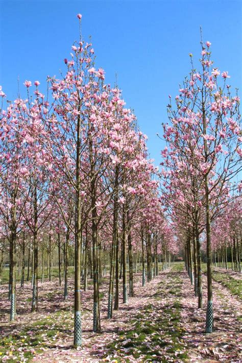 Magnolia Galaxy Standard Magnolia Galaxy Magnolia Gardens