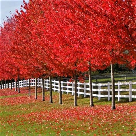 Autumn Blaze® Maple Buy At Nature Hills Nursery Deciduous Trees