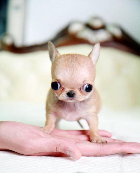 227 Best Chihuahuas Images Chihuahua Puppies Cute Chihuahua