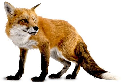 All images is transparent background and free 1763*3138 size:6,651 kb. Red Fox PNG Image | PNG Arts