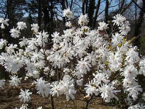 As is indicated by its. What are the best flowering trees for a small yard? | UNH ...