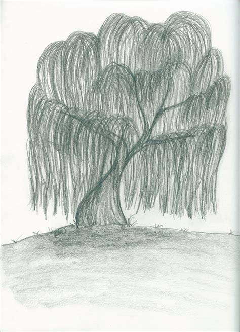Weeping Willows Drawings