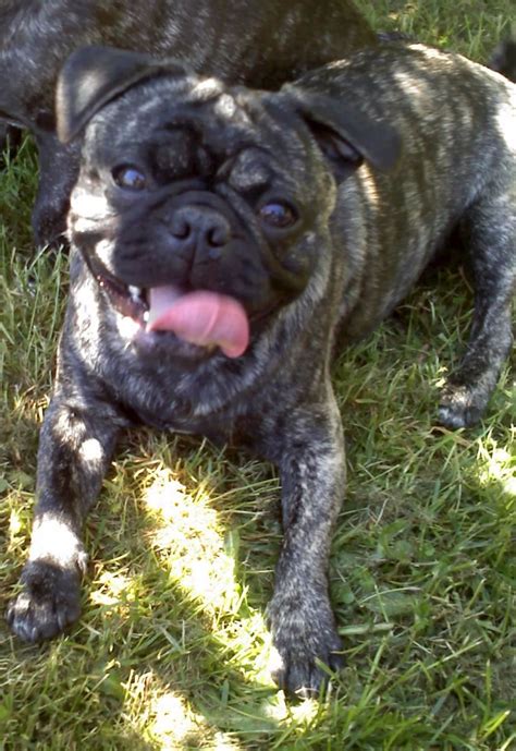 Französische bulldogge welpen kaufen ch. Französische Bulldogge Mix Nrw