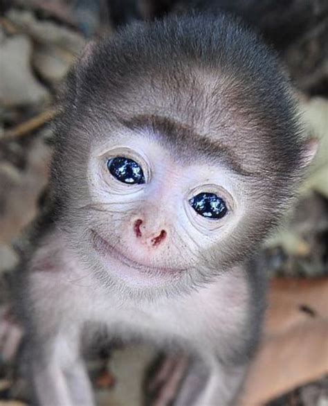 So Sweet Cute Baby Monkey Cute Animals Cute Baby Animals