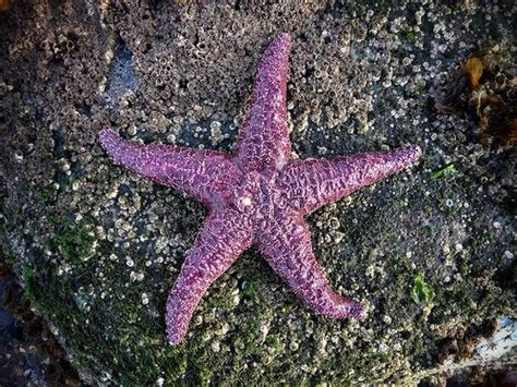 Pisaster Ochraceus Purple Starfish Tide Pools Sea Star Sea Fish