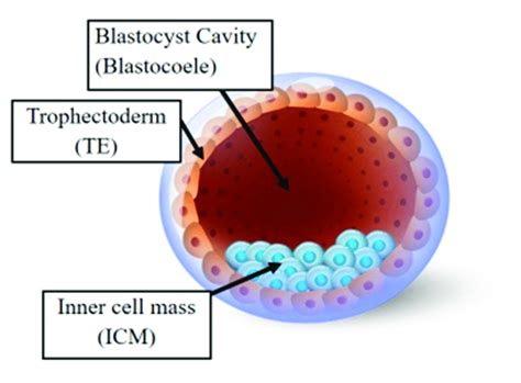 The Human Blastocyst The Structure Comprises Two Differentiated Cell