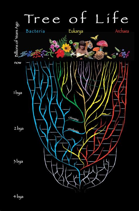 Tree Of Life Epicofevolution
