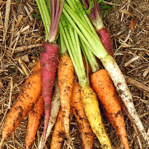 Heirloom Mix Carrot