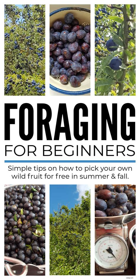 Foraging Wild Food For Beginners