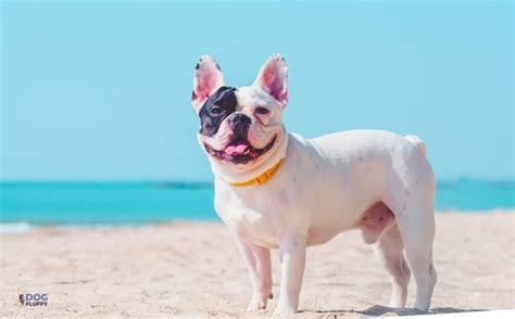 A pitbull french bulldog mix has moderate to high energy levels. French-Bulldog-and-Pitbull-Mix-The-Origin-of-French ...