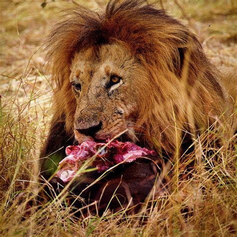 Lion Eating Photograph By Janet Chung Pixels