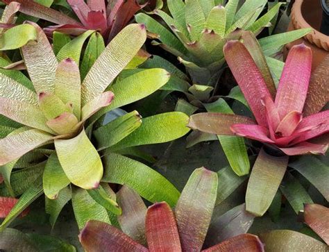 Bromeliad Plant Types With Pictures And Basic Care Requirements Light