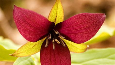 We did not find results for: Ohio Plant Identification | Garden Guides