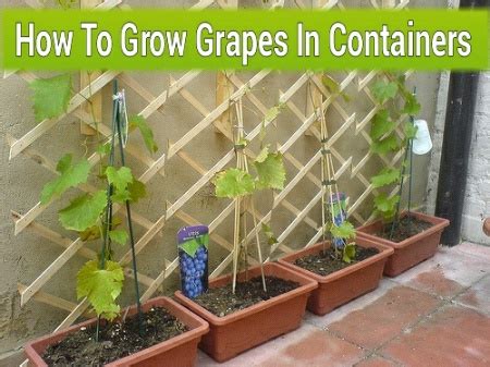 If you want to grow your own in this post, i will talk about different types of grapevine support structures, and show you exactly how to grow grapevines on a trellis in your home garden. How To Grow Grapes In Containers