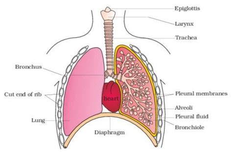 Breathing Or Respiration Part 1 Breathing And Human Respiratory System