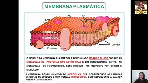 Biologia Membrana Plasmática Prof Viviani Parte 1 Aula 3 Youtube