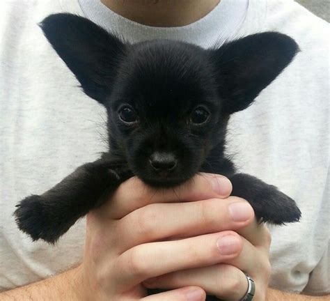 A Man Holding A Small Black Puppy In His Hands