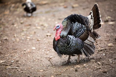10 Things You Probably Didnt Know About Turkeys •