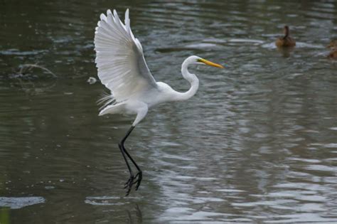 Best Great White Heron Stock Photos Pictures And Royalty Free Images