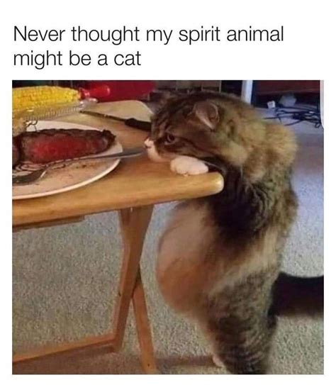 Instagram Funny Animal Memes Animal Memes Cat Memes