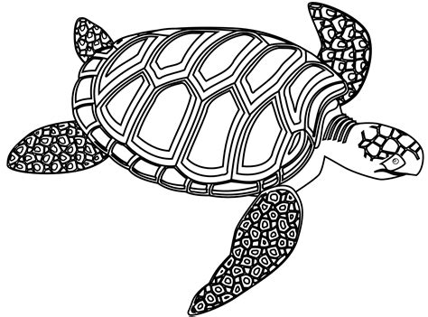 Black And White Turtle Google Search Drawing Tortue