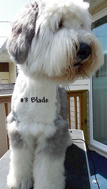 Boundary For 3 Blade On Chest Dog Grooming Styles Dog Grooming Tips