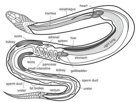 Snake Anatomy