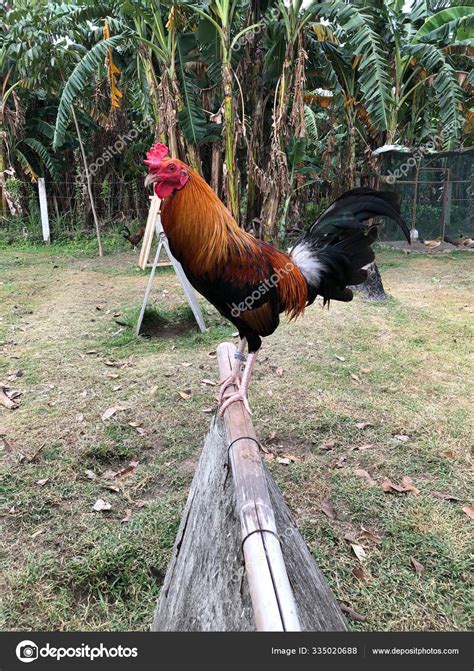 Game Fowl Rooster Perching Stock Photo By ©patrimonio 335020688