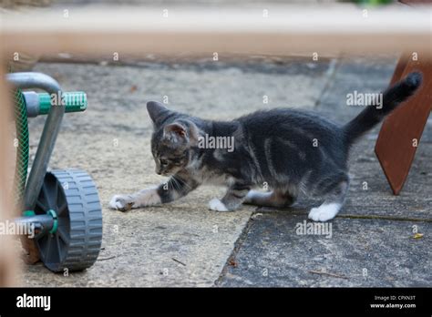 Domestic Cat Pouncing On Hi Res Stock Photography And Images Alamy