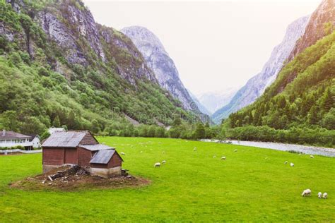 Idyllic Landscape Of Sheep Farm In Norway Stock Photo Image Of