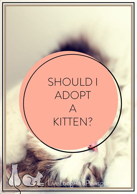Should I Adopt A Kitten Nine Things To Consider Kitten Adoption