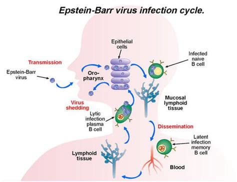 Epstein Barr Virus Vaccines Creative Biolabs