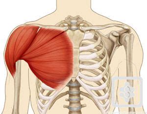 Just remember the articulating surfaces. Shoulder Anatomy | Learn About Shoulder Ligaments & Tendons | Shoulder anatomy, Body pain, Body ...