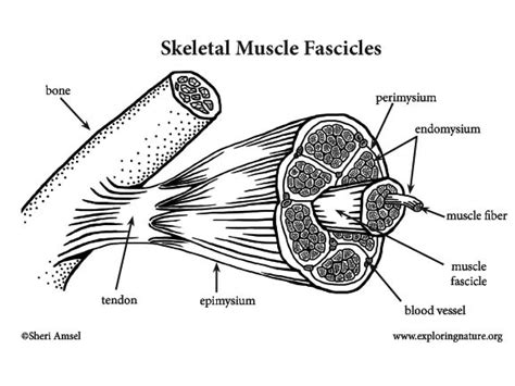 Muscle Anatomy A Closer Look At Skeletal Muscle