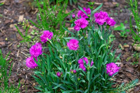 Beautiful Purple Carnations In A Flower Bed Close Up Stock Photo