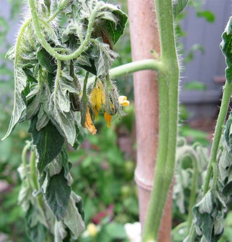 Auriga Tomato Wilted Leaves Iambic Cafe