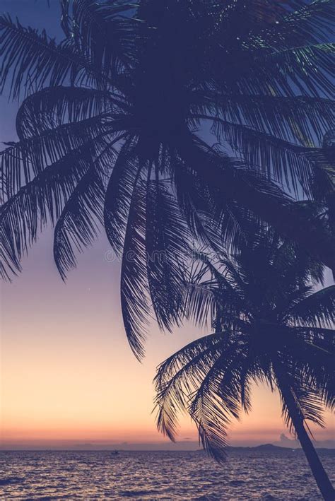 Silhouette Palm Tree Stock Image Image Of Sunset Palms 50825023