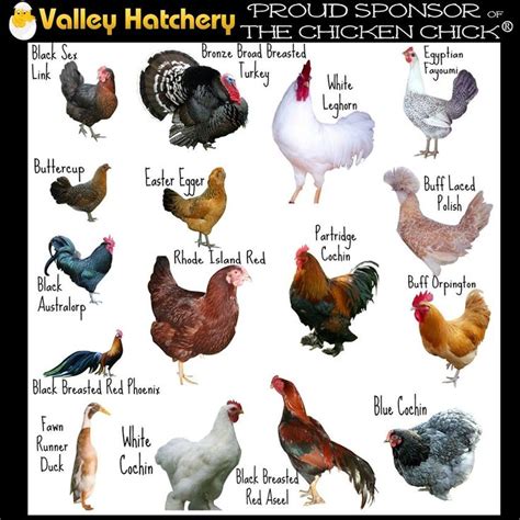 Check spelling or type a new query. Pin by The Dark Side of the June 🖤💜🖤 on Farm - Chickens ...