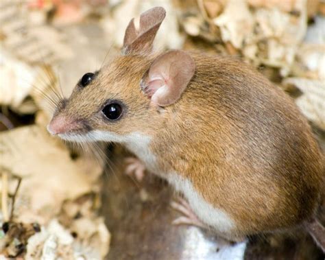 Field Mouse Stock Photo Image Of Nature Animal Rodent 9693200