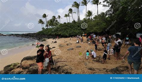 Laniakea Beach Aka Tortuga Beach Oahu Hawaii Ene De 2020 Turistas Y