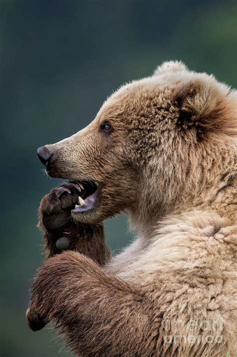 Grizzly Bear Nail Bitter Photograph By Rob Daugherty Fine Art America