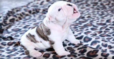 Wrinkly Bulldog Puppys Very First Howling Attempt Will Melt Your Heart