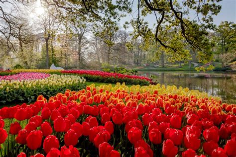 keukenhof lisse all you need to know before you go